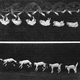 Illustration for article titled Chronophotography: The Photos That Revealed The Secrets Of Motion